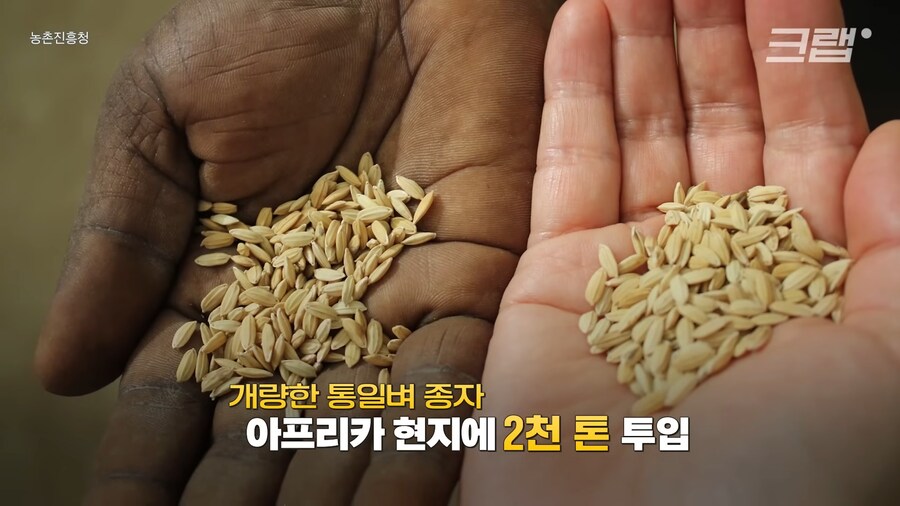 근래 떡상한 한국 쌀 품종류 甲_3.png