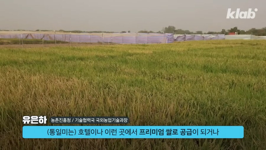 근래 떡상한 한국 쌀 품종류 甲_9.png