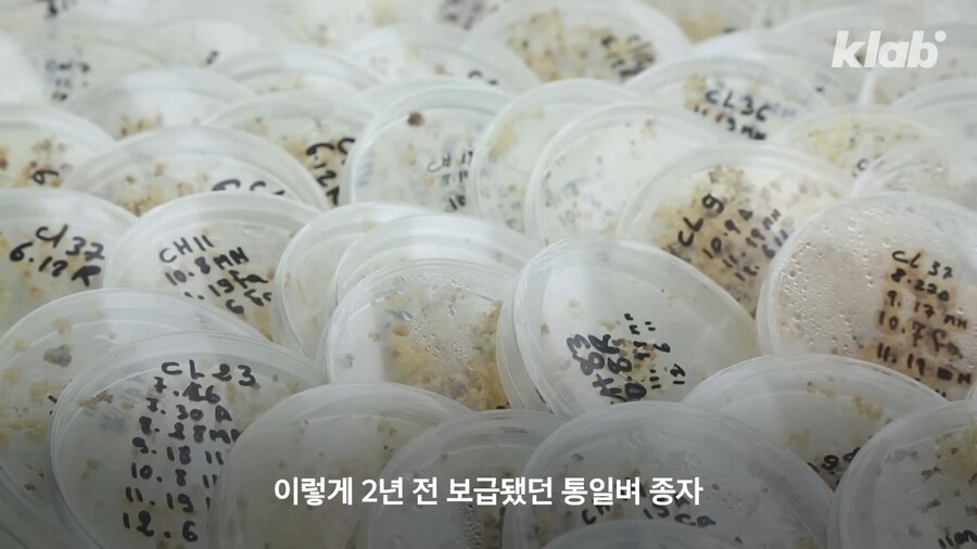 근래 떡상한 한국 쌀 품종류 甲_11.png