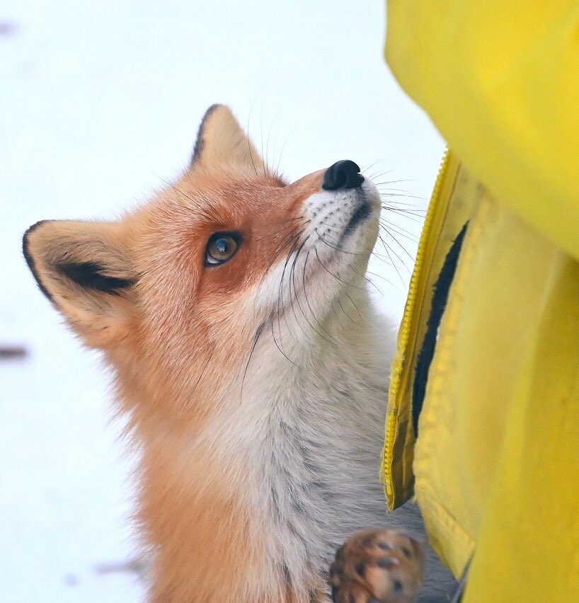 여우 보고 힐링해_2.jpg