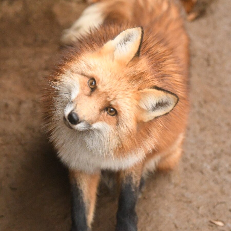 여우 보고 힐링해_7.jpg