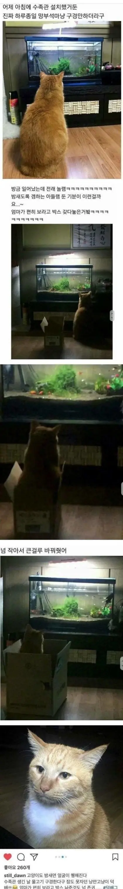 어항중독 고우앵이.jpg_1.webp