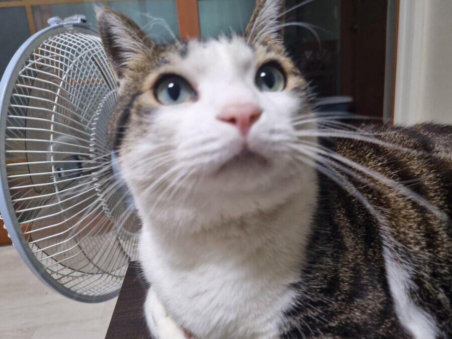 우리집 고양이 캣그라스 먹는거 보고가_12.png