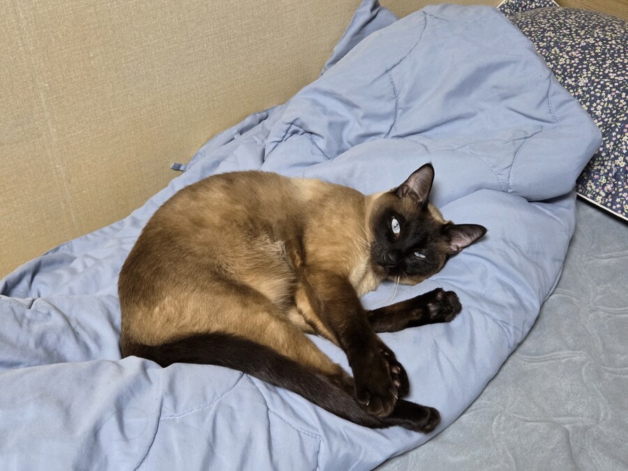 고양이 요리 실패해서 다 태웠다..._3.jpg