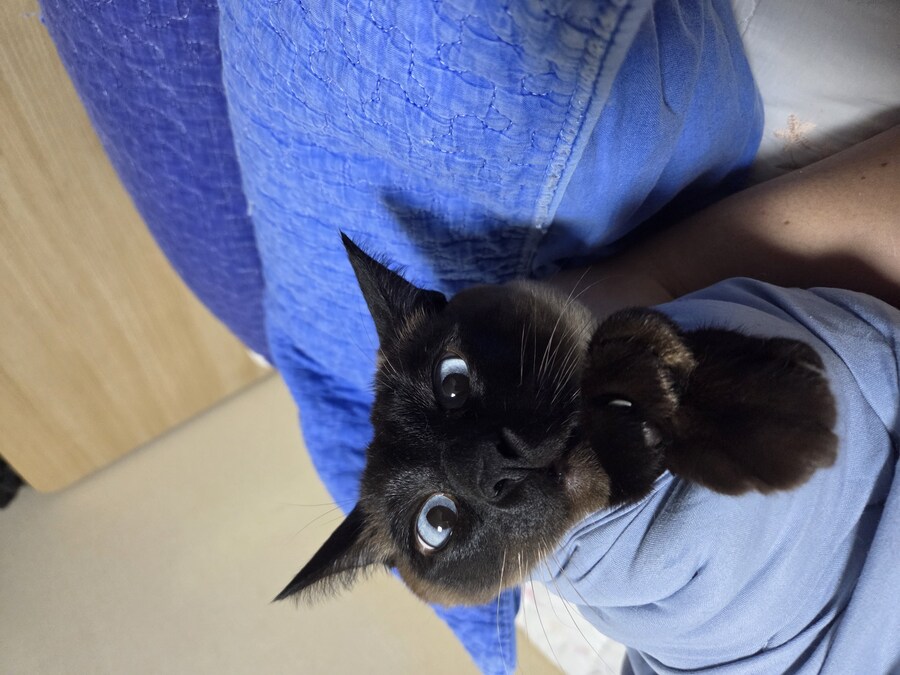 고양이 요리 실패해서 다 태웠다..._5.jpg