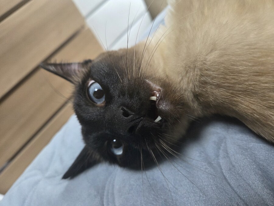 고양이 요리 실패해서 다 태웠다..._9.jpg