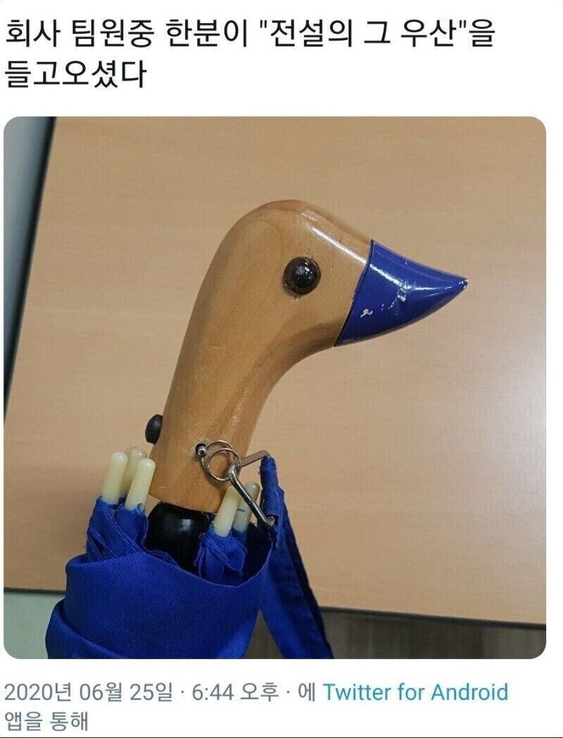 회사에 비둘기 데리고 온 직원_1.jpg