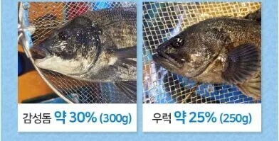 사실상 인간에게 먹히기 위해 존재하는 생선._2.png