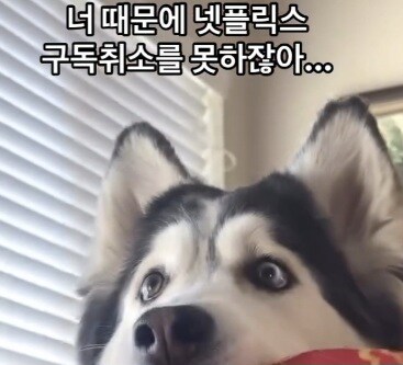 넷플릭스 구독 취소를 못하는 이유.mp4_1.jpg