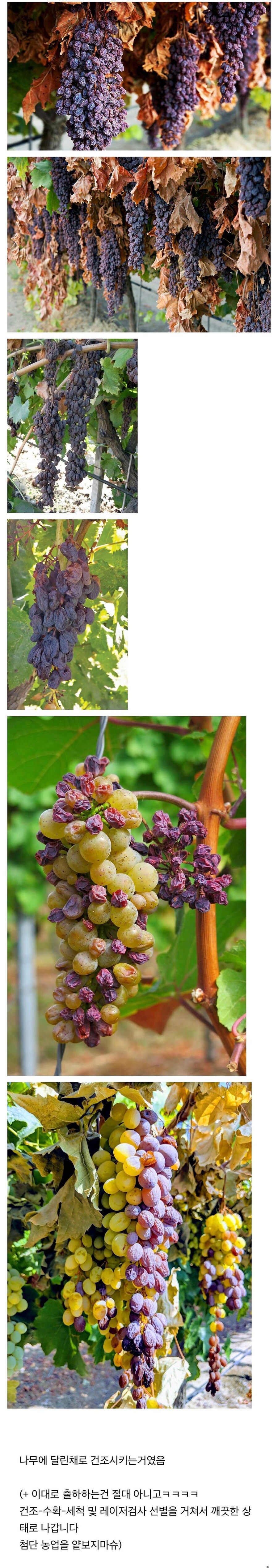 빵에 넣으면 맛있는 건포도 건조과정.jpg_1.jpg