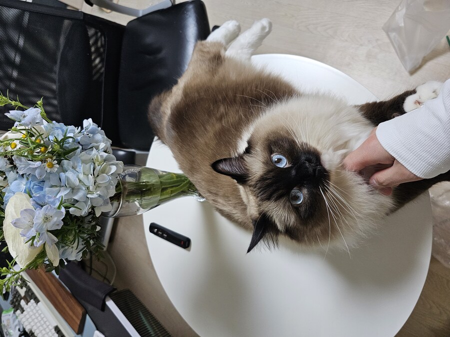 예쁜 꽃, 예쁜 고양이_1.jpg