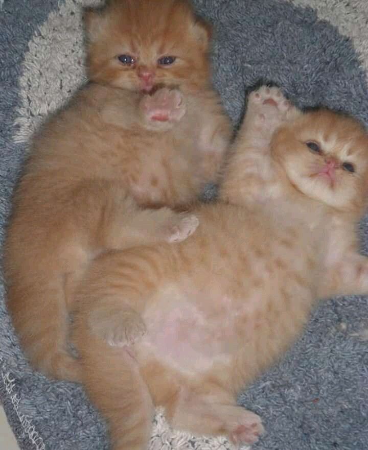 배부르게 먹은 새끼고양이.jpg_2.jpg