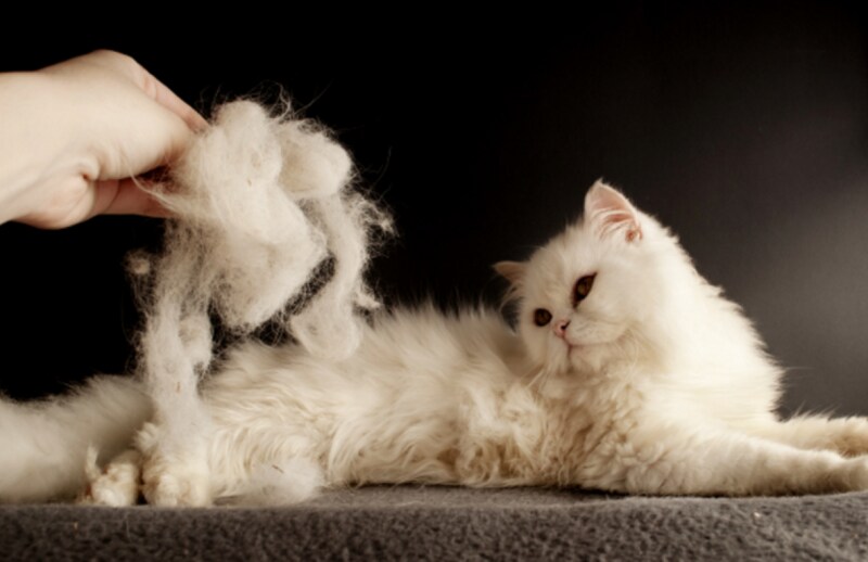 고양이는 털이 수천가닥이 빠져도 멋진 모피를 유지 하는데_1.png