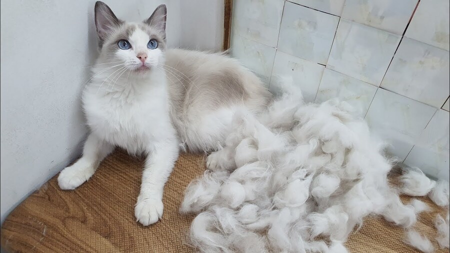 고양이는 털이 수천가닥이 빠져도 멋진 모피를 유지 하는데_2.jpg