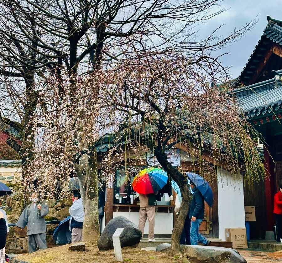 양산 통도사 자장매(홍매화)_1.jpeg