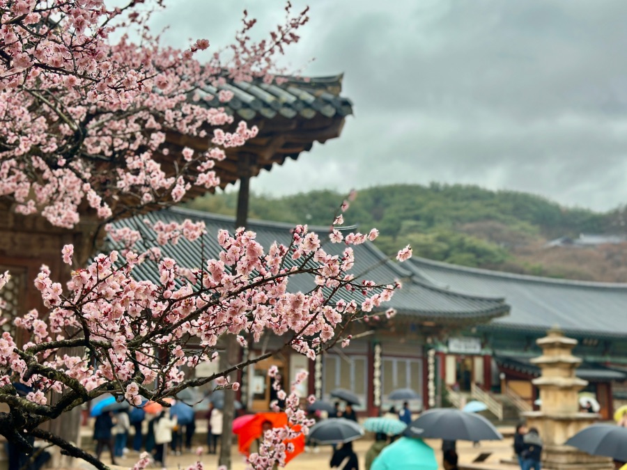 양산 통도사 자장매(홍매화)_3.jpeg