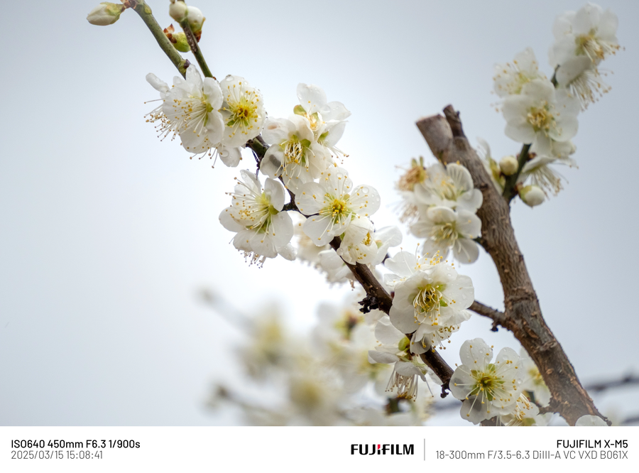 [사진] 매화_2.webp