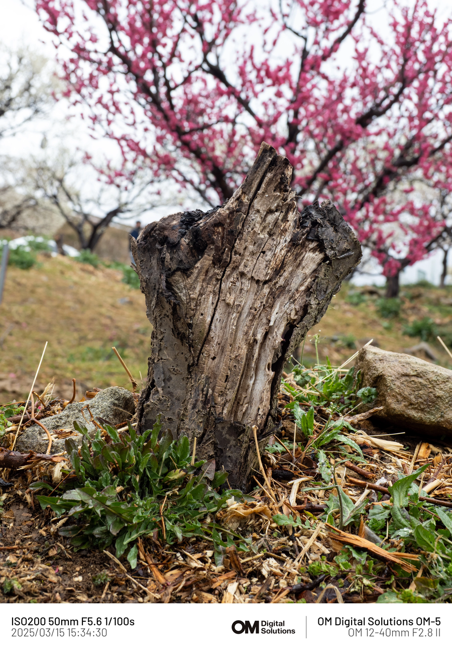 [사진] 매화_9.webp