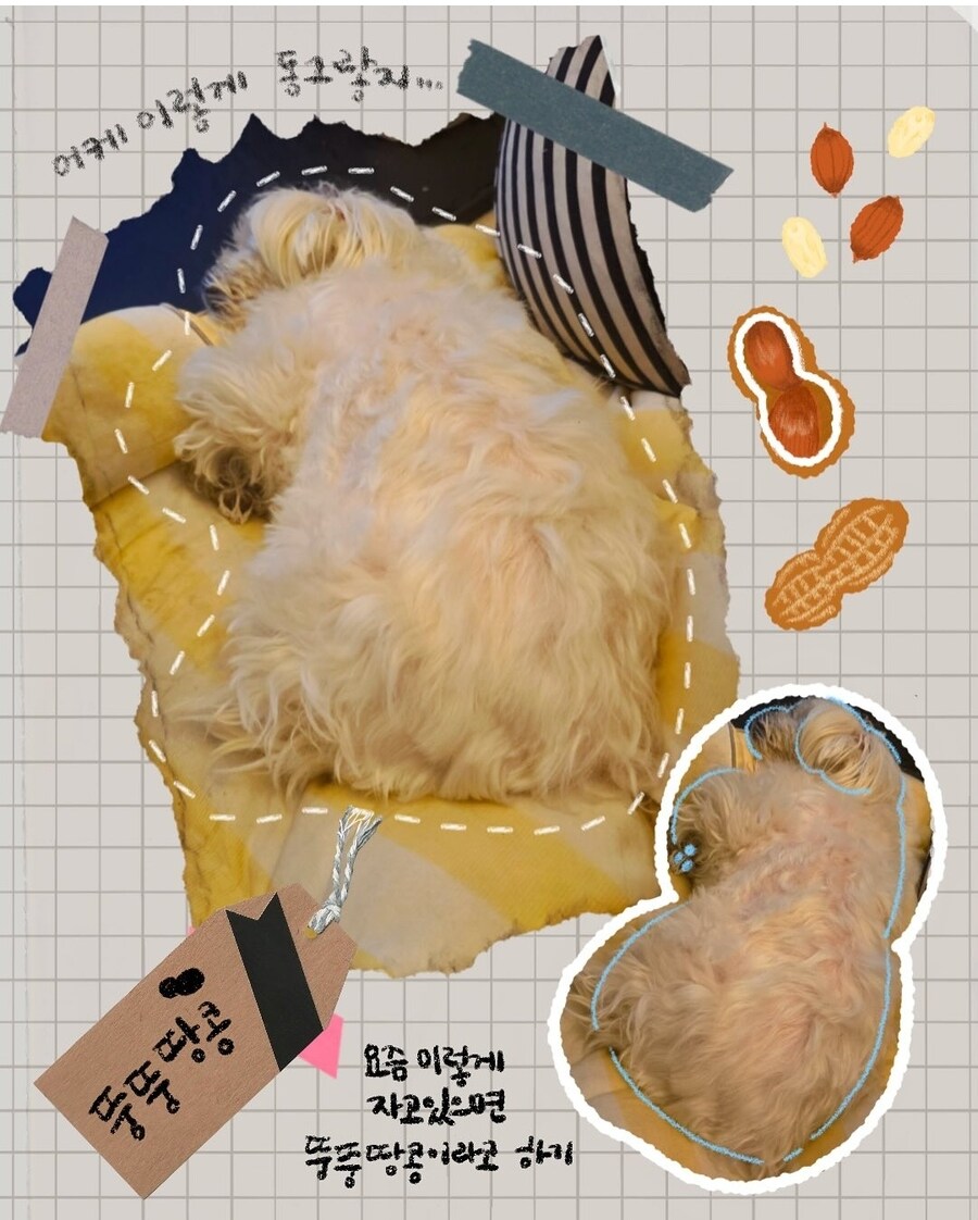 [냥뇽툰] 여름... 캠핑이었다 후기 + 4컷 만화 (강아지 사진도 있어요!)_10.jpg