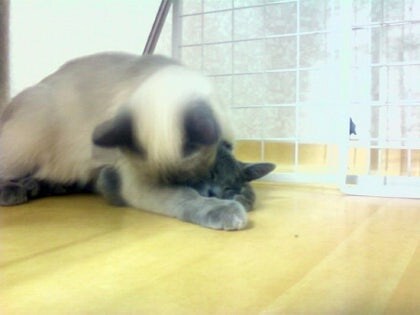 3월13일은 라온이의 14번째 생일이었습니다_10.jpg