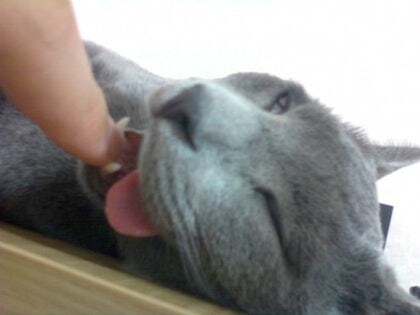 3월13일은 라온이의 14번째 생일이었습니다_21.jpg