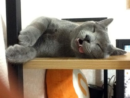 3월13일은 라온이의 14번째 생일이었습니다_22.jpg