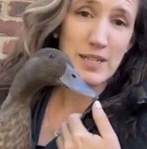 미국에서 최근 계란 가격이 사상 최대로 폭등하면서 집에서 직접 닭을 길러 계란을_2.jpg