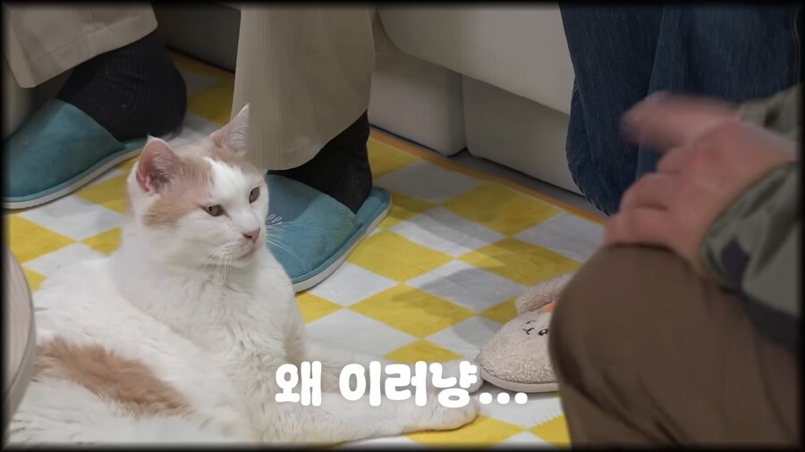 강형욱은 고양이를 불러보았다_2.png