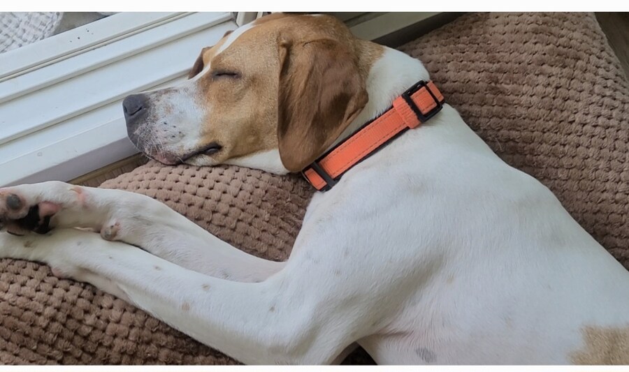 우리집 동물들 보고 갈래?_5.jpg