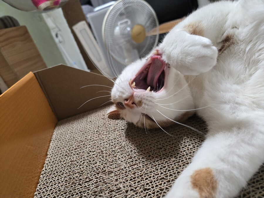 우리집 동물들 보고 갈래?_7.jpg