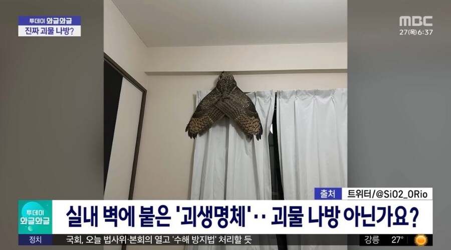 실내벽에 붙은 괴생명체_1.jpg