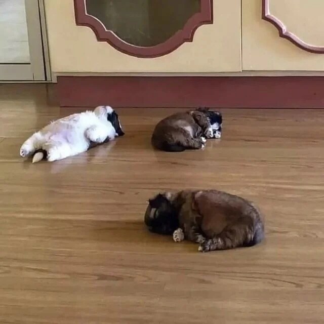 강아지의 상황별 수면자세_3.png