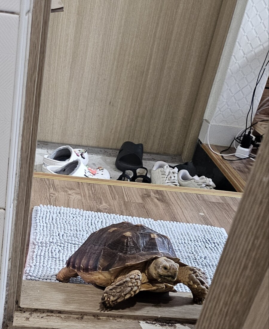 육지거북이 오래키우면 일어나는일.._1.jpg