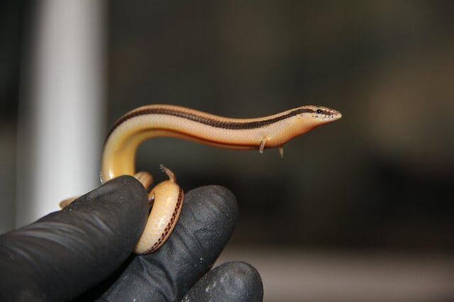 뱀에게 손이 달려 있는 이유_1.jpg