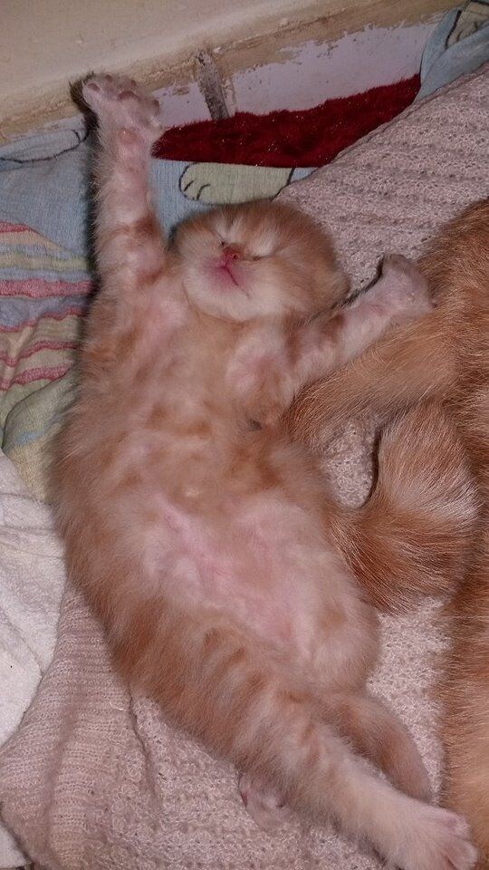 배부른 아기 고양이 특.jpg_6.jpg