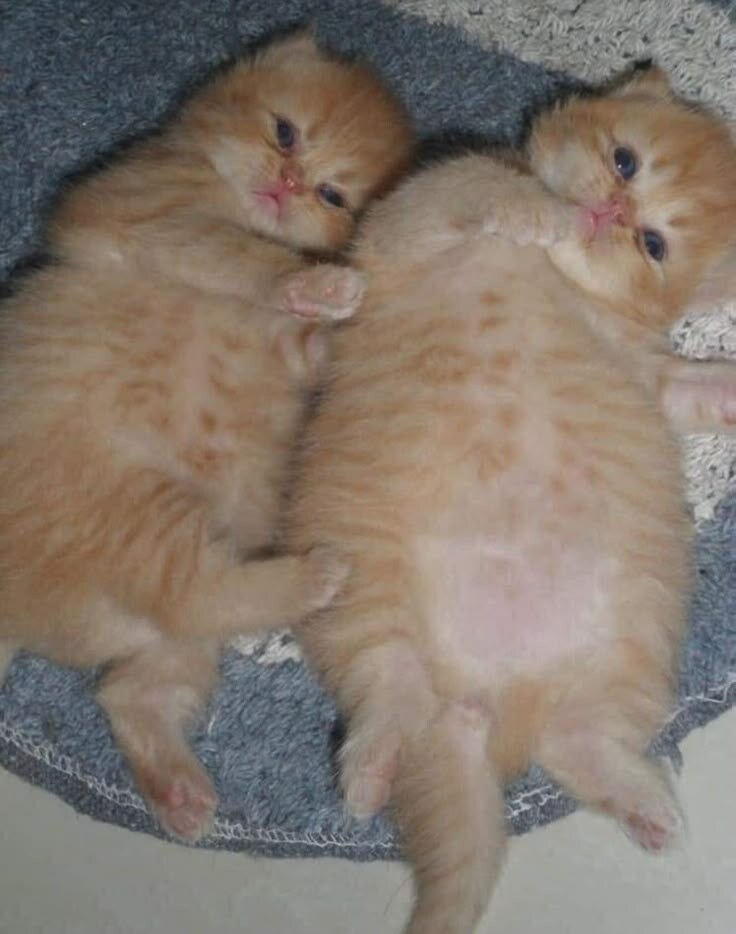 배부른 아기 고양이 특.jpg_9.jpg