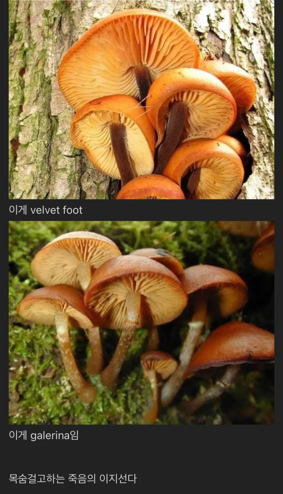 한 교수님의 독버섯 구분법_2.webp