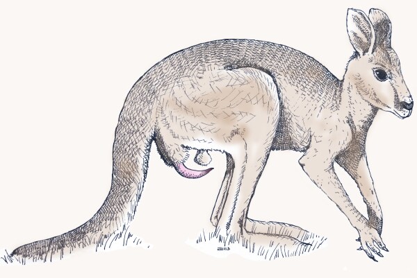 주문하신 캥거루 고추_1.png