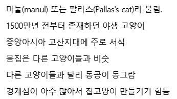 지구상에서 가장 오래된 고양이.jpg_2.png