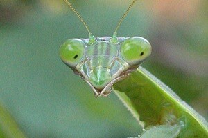 맹독성으로 유명한 문어 수컷이 살아남는 법_3.jpg