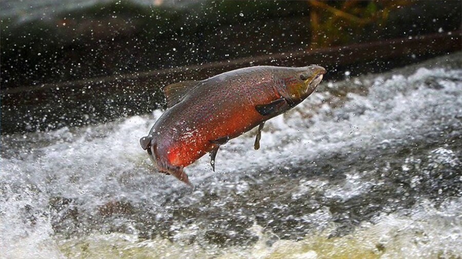 맹독성으로 유명한 문어 수컷이 살아남는 법_6.jpg