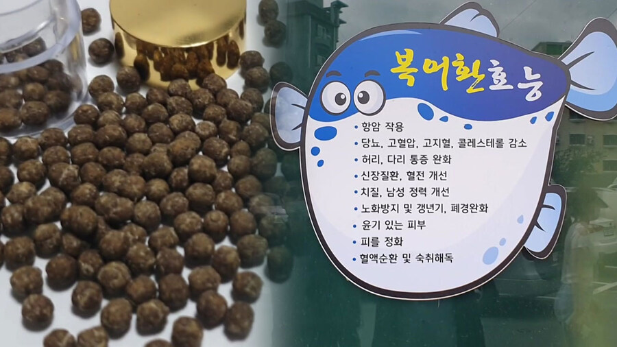 복어독의 효능_1.jpg