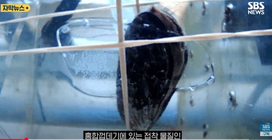 홍합 껍데기로 탈모 예방.jpg_4.jpg