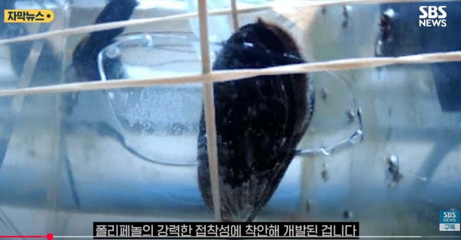 홍합 껍데기로 탈모 예방.jpg_5.jpg