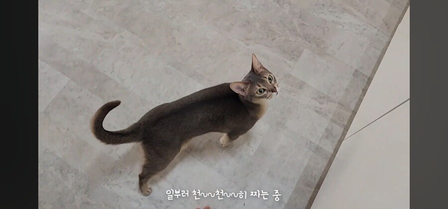 냥집사들 최고로 사악해지는 순간_2.jpg