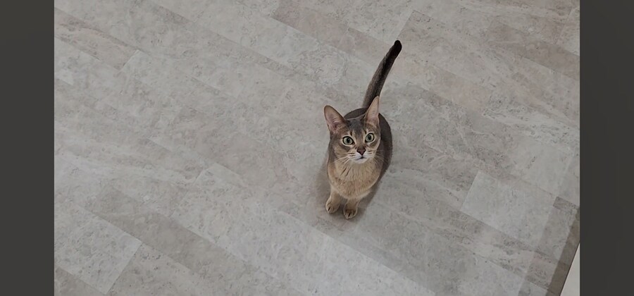 냥집사들 최고로 사악해지는 순간_4.jpg