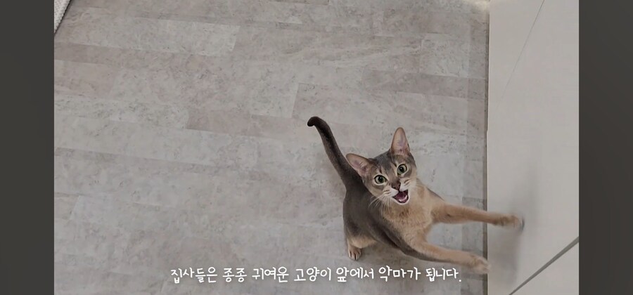 냥집사들 최고로 사악해지는 순간_5.jpg