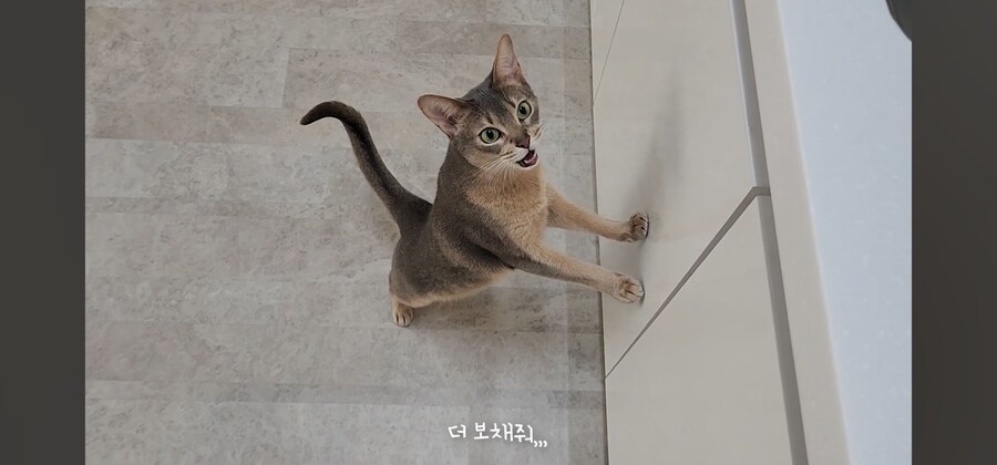 냥집사들 최고로 사악해지는 순간_7.jpg