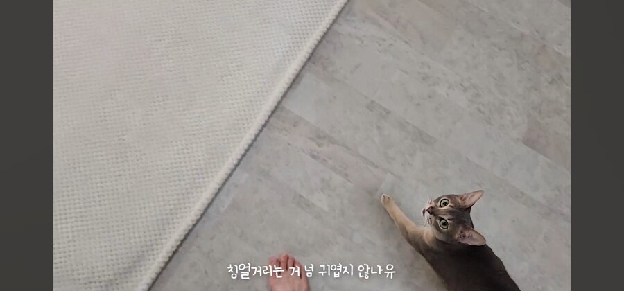 냥집사들 최고로 사악해지는 순간_8.jpg