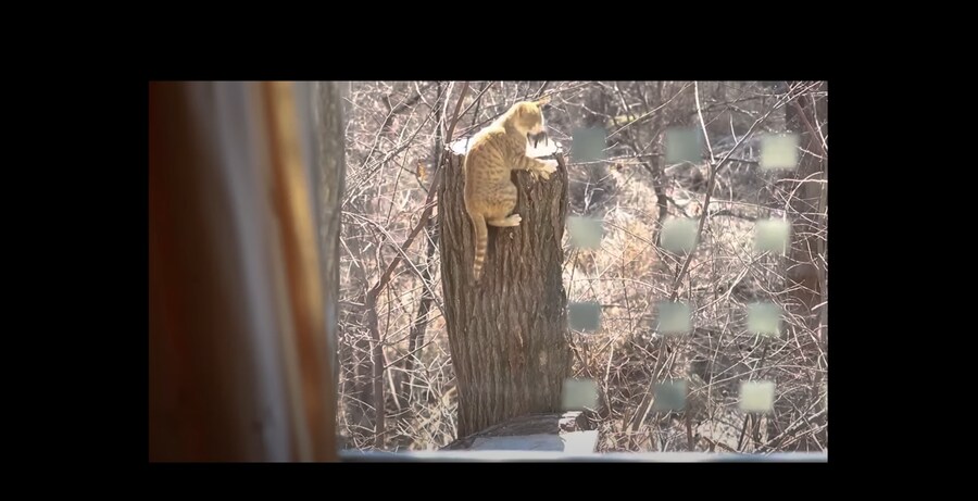 새 모이통은 무조건 높이 달 수록 좋은 이유_14.png